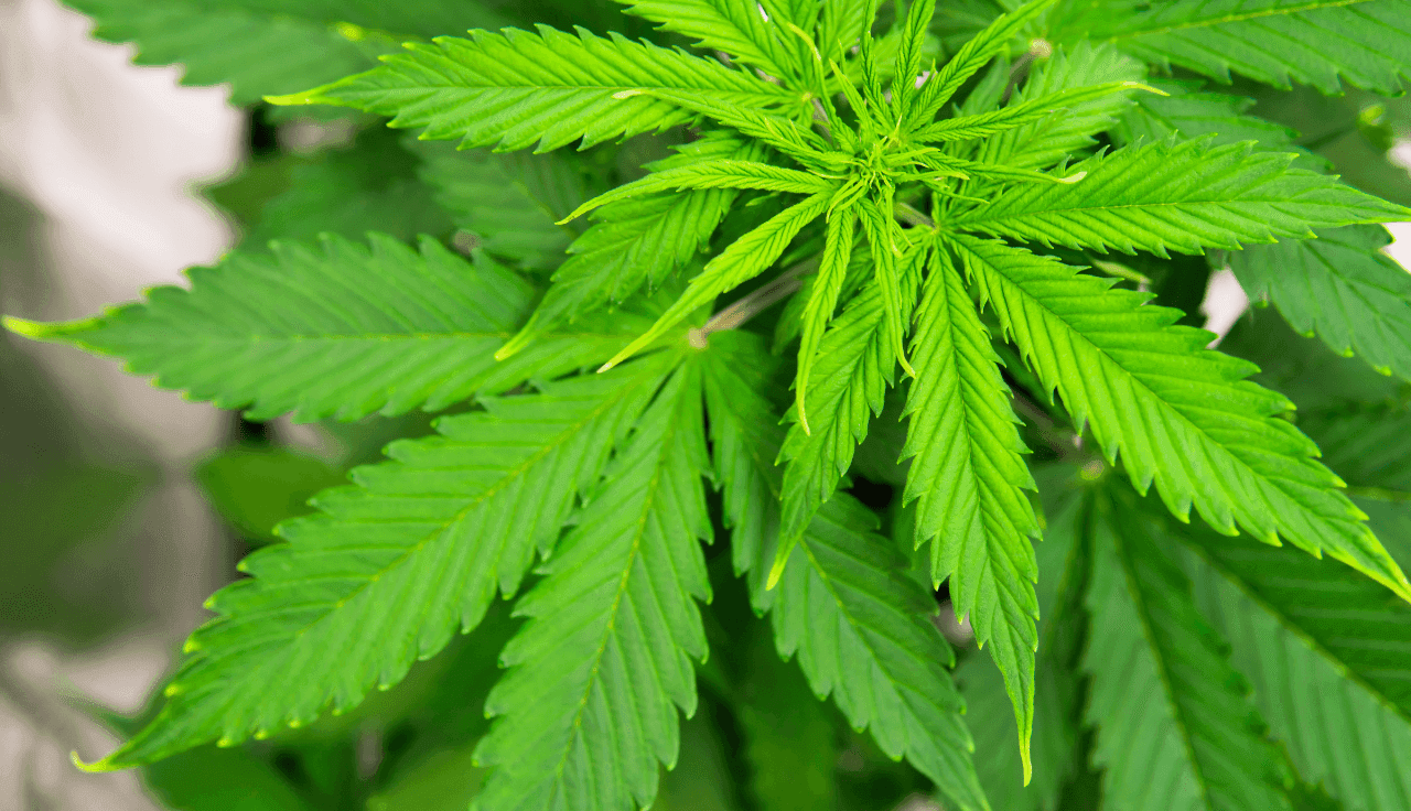 Cannabispflanze
