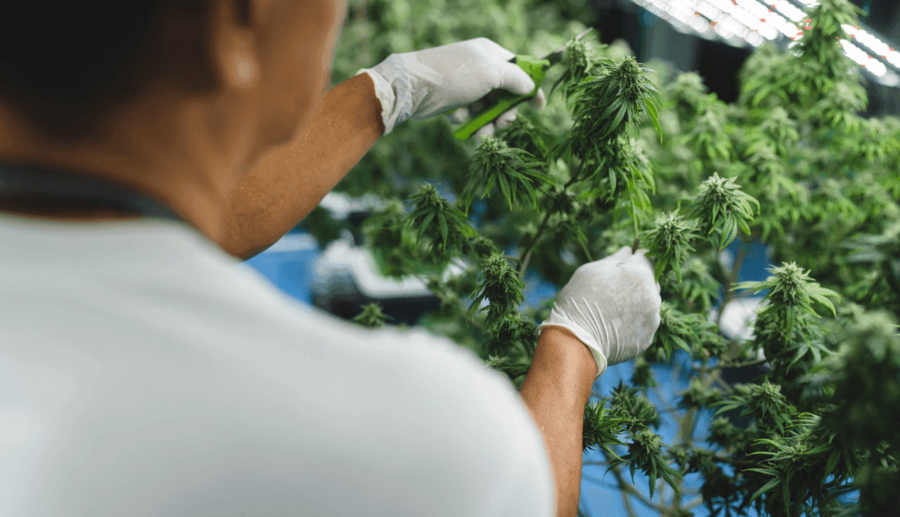 Getrocknete Cannabisblüten im Labor