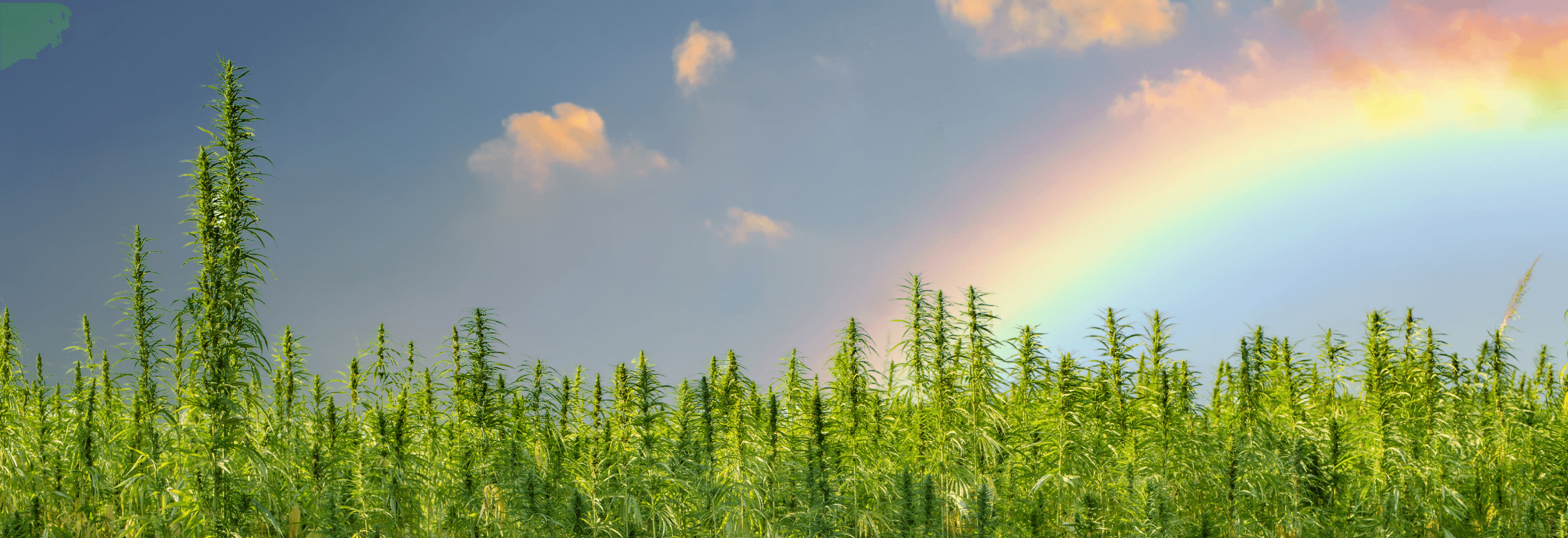 Cannabisfeld mit Regenbogen